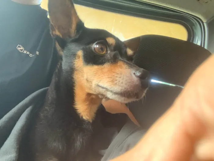 Cachorro ra a Pinscher idade 6 ou mais anos nome Godoy