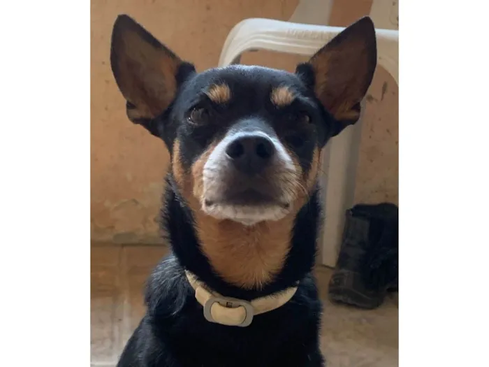 Cachorro ra a Pinscher idade 6 ou mais anos nome Godoy