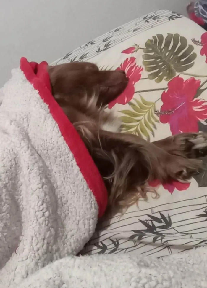 Cachorro ra a SRD-ViraLata idade 6 ou mais anos nome CACAU FÊMEA