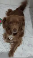 CACAU FÊMEA