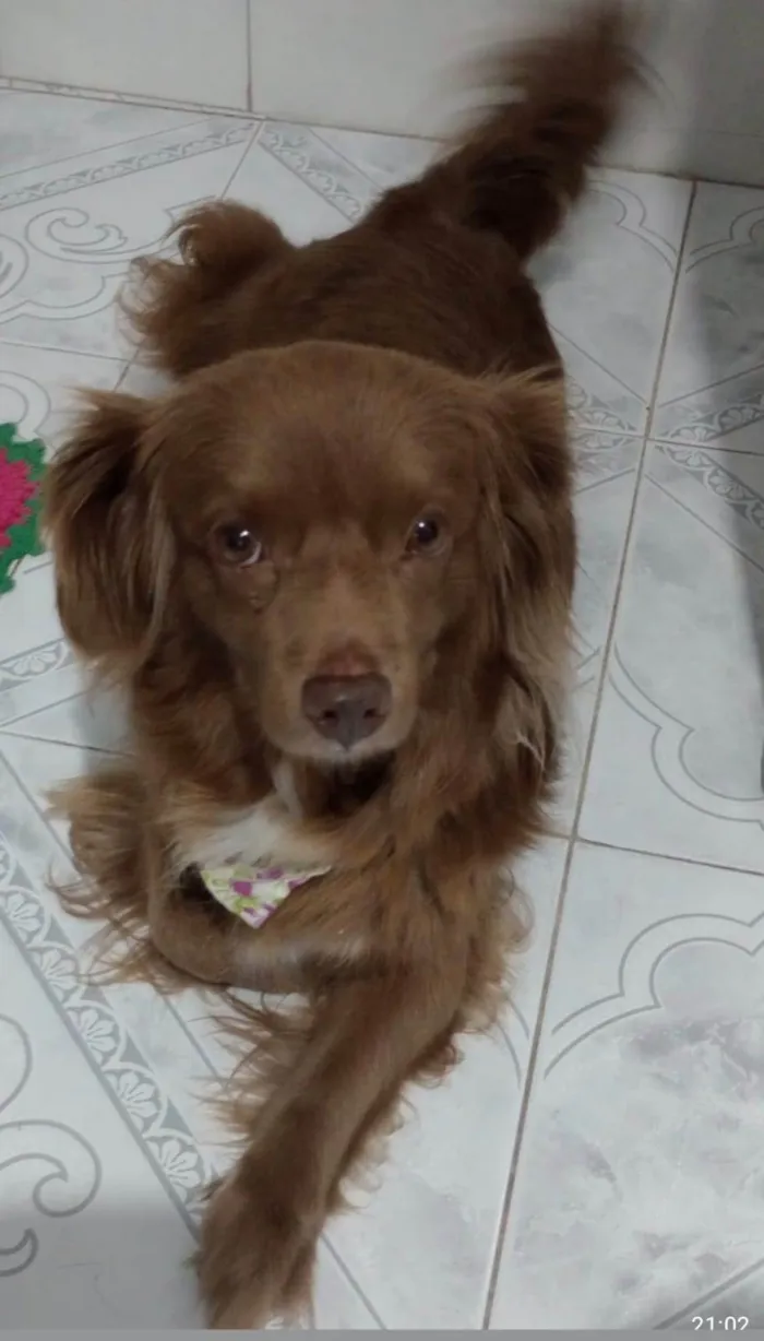 Cachorro ra a SRD-ViraLata idade 6 ou mais anos nome CACAU FÊMEA