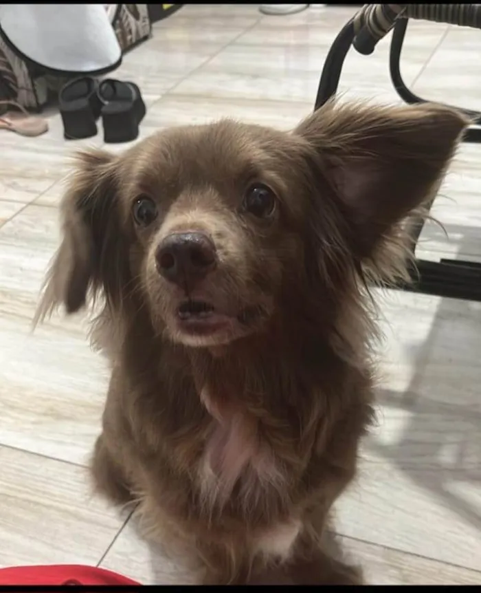 Cachorro ra a SRD-ViraLata idade 6 ou mais anos nome CACAU FÊMEA