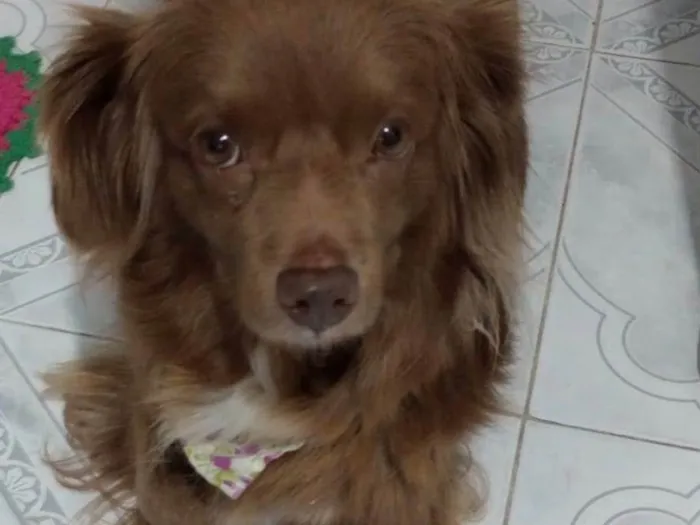 Cachorro ra a SRD-ViraLata idade 6 ou mais anos nome CACAU FÊMEA