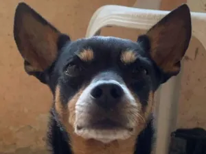 Cachorro raça Pinscher idade 6 ou mais anos nome Godoy