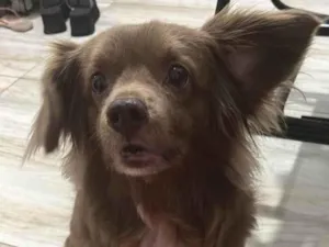 Cachorro raça SRD-ViraLata idade 6 ou mais anos nome CACAU FÊMEA