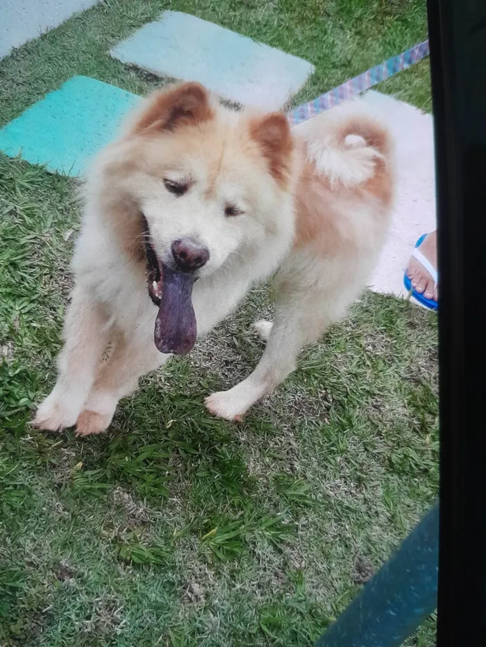 Cachorro ra a Chow Chow idade 6 ou mais anos nome Oggy