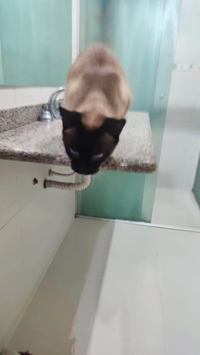 Gato ra a Siamês idade 6 ou mais anos nome ANTONIO CARLOS FRAGUGLIA NETO