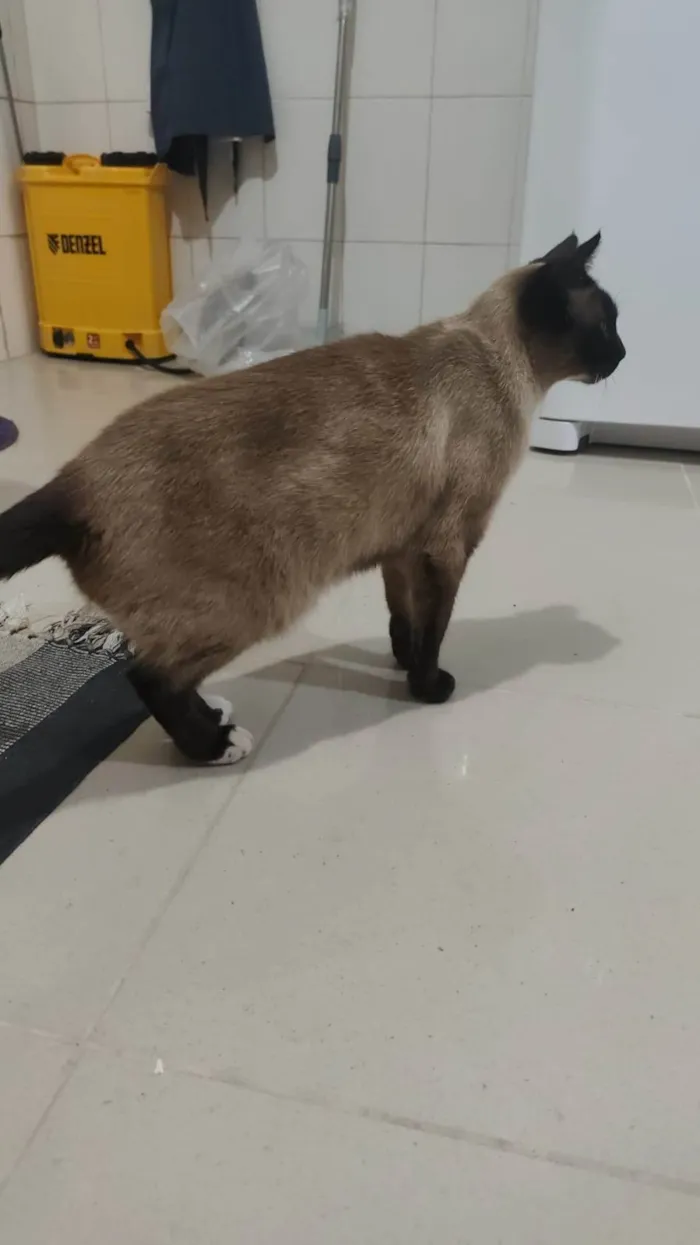 Gato ra a Siamês idade 6 ou mais anos nome ANTONIO CARLOS FRAGUGLIA NETO