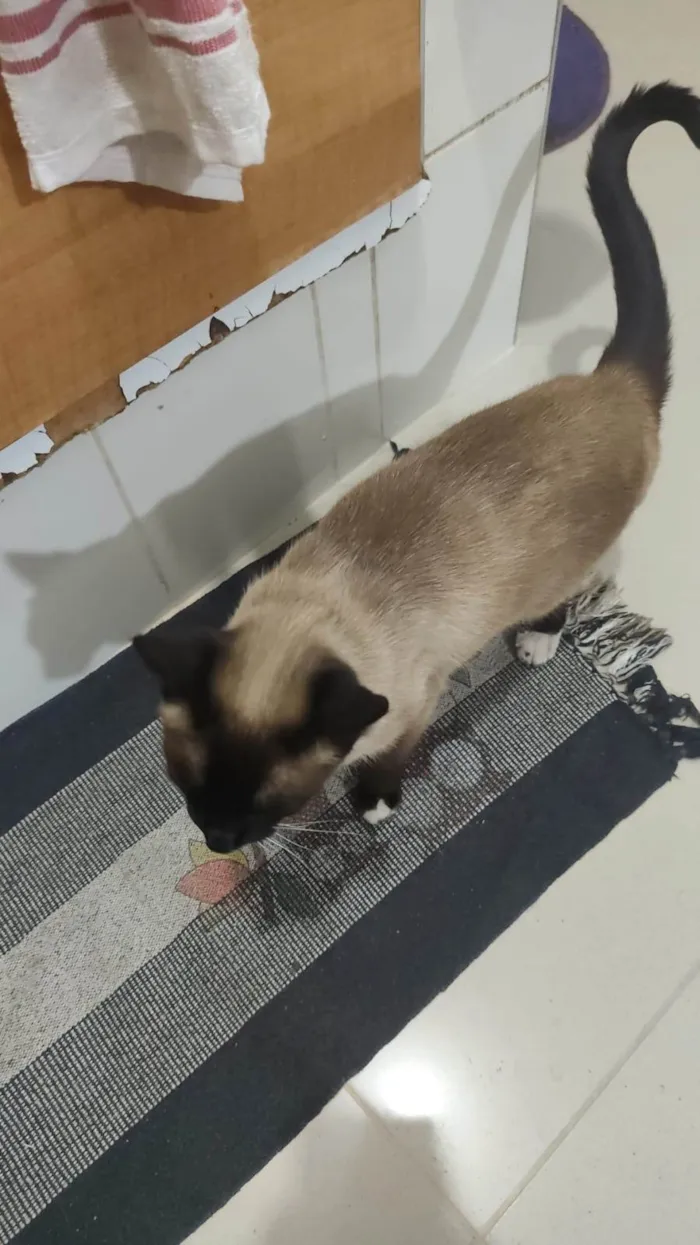 Gato ra a Siamês idade 6 ou mais anos nome ANTONIO CARLOS FRAGUGLIA NETO