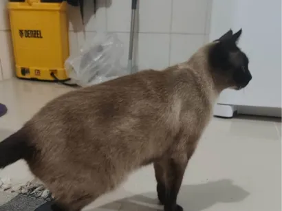 Gato raça Siamês idade 6 ou mais anos nome ANTONIO CARLOS FRAGUGLIA NETO