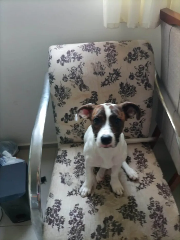 Cachorro ra a SRD-ViraLata idade 2 a 6 meses nome Pink
