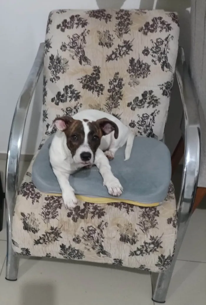 Cachorro ra a SRD-ViraLata idade 2 a 6 meses nome Pink