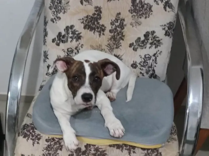 Cachorro ra a SRD-ViraLata idade 2 a 6 meses nome Pink