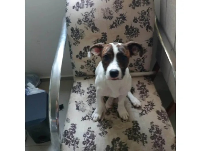 Cachorro ra a SRD-ViraLata idade 2 a 6 meses nome Pink
