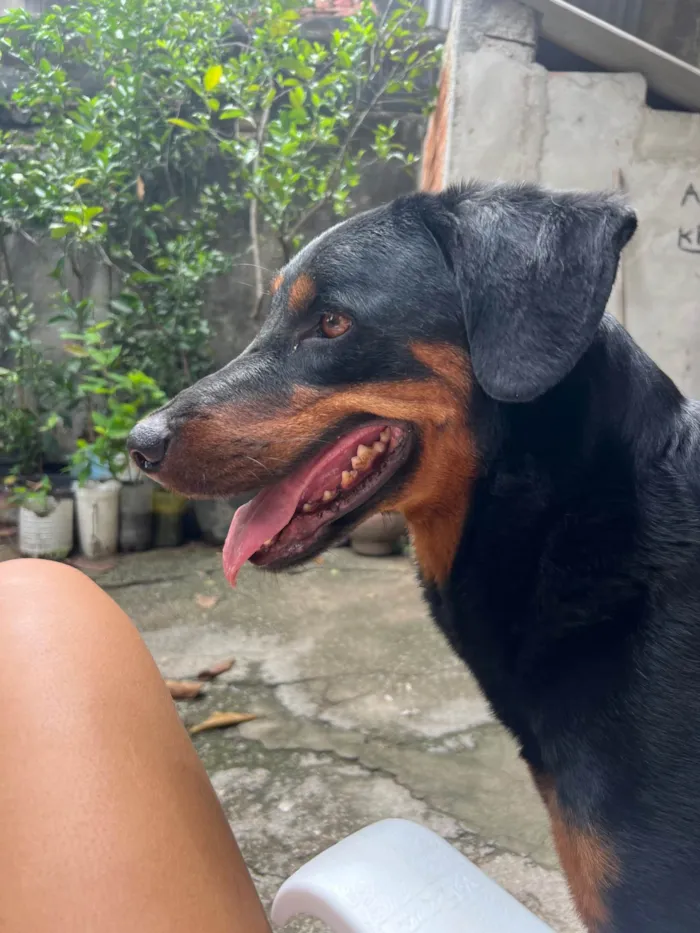 Cachorro ra a SRD-ViraLata idade 4 anos nome Kira e Apollo 