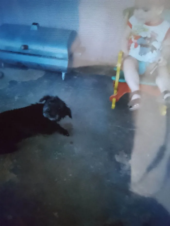 Cachorro ra a Poodle idade 3 anos nome Laiza