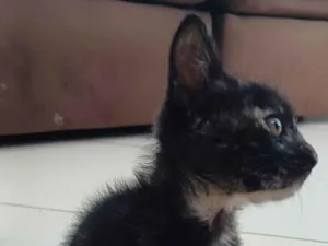 Gato raça SRD-ViraLata idade 2 a 6 meses nome Gatinha