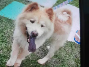 Cachorro raça Chow Chow idade 6 ou mais anos nome Oggy