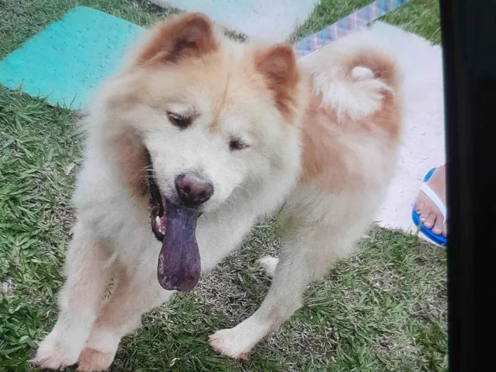 Cachorro ra a Chow Chow idade 6 ou mais anos nome Oggy