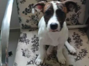 Cachorro raça SRD-ViraLata idade 2 a 6 meses nome Pink