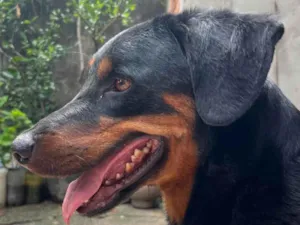 Cachorro raça SRD-ViraLata idade 4 anos nome Kira e Apollo 