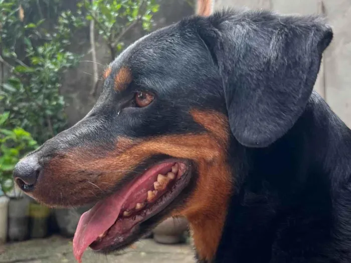 Cachorro ra a SRD-ViraLata idade 4 anos nome Kira e Apollo 