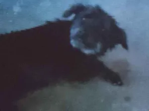 Cachorro raça Poodle idade 3 anos nome Laiza