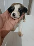 Bolinha