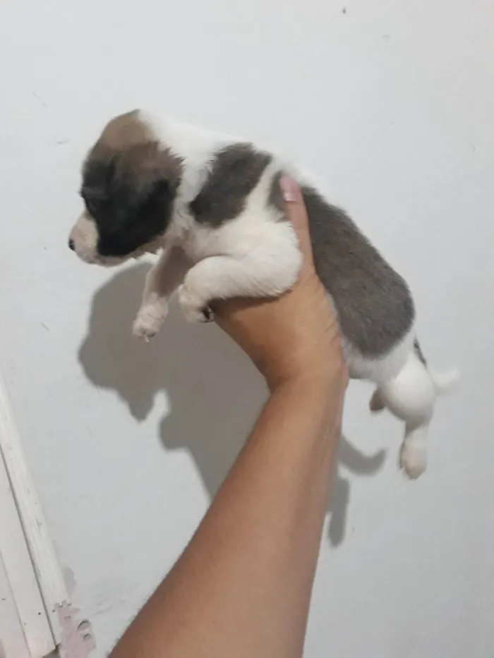 Cachorro ra a SRD-ViraLata idade Abaixo de 2 meses nome Bolinha