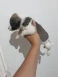 Bolinha