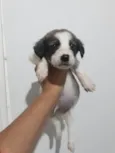 Bolinha