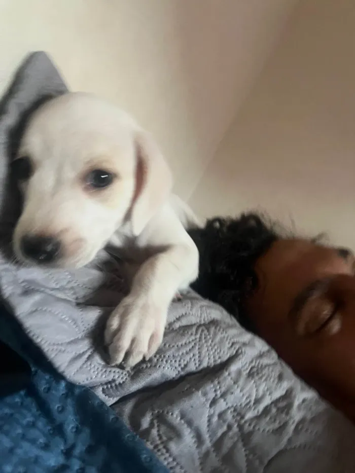 Cachorro ra a SRD-ViraLata idade Abaixo de 2 meses nome Ainda está sem nome