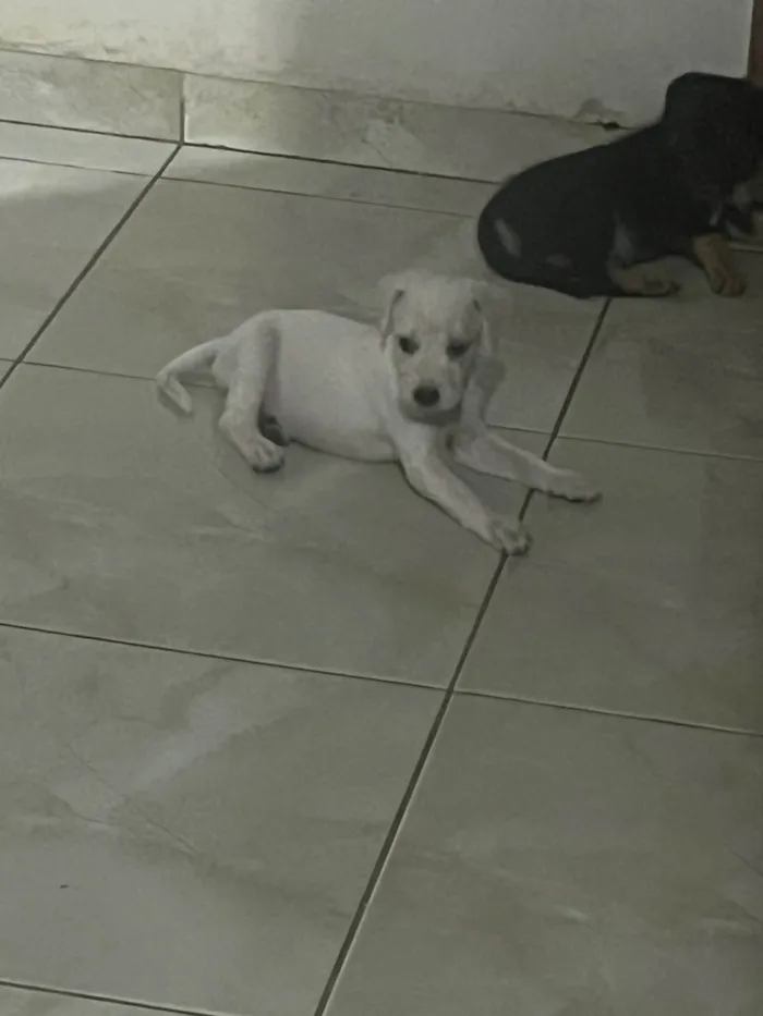 Cachorro ra a SRD-ViraLata idade Abaixo de 2 meses nome Ainda está sem nome
