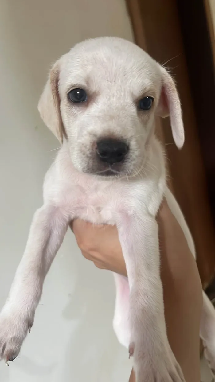 Cachorro ra a SRD-ViraLata idade Abaixo de 2 meses nome Ainda está sem nome
