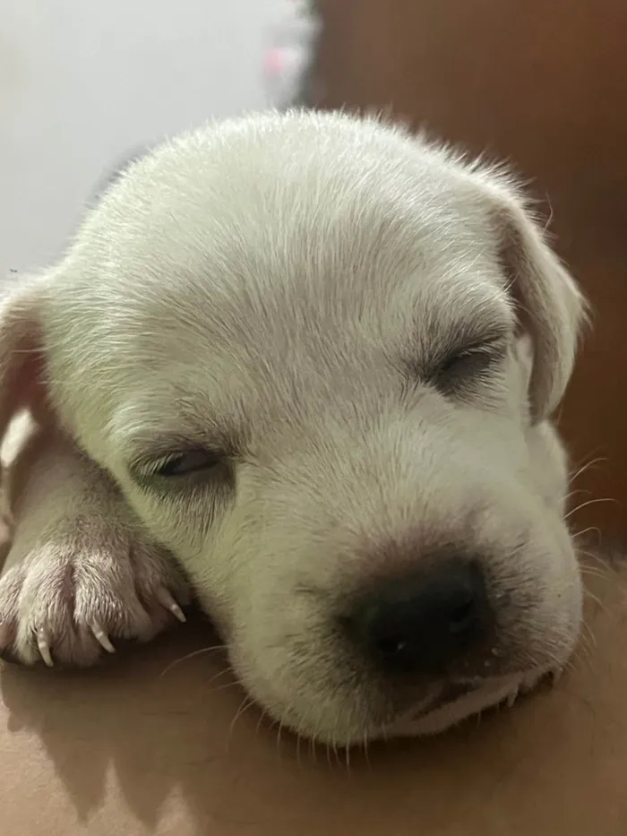 Cachorro ra a SRD-ViraLata idade Abaixo de 2 meses nome Ainda está sem nome