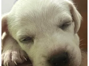 Cachorro raça SRD-ViraLata idade Abaixo de 2 meses nome Ainda está sem nome