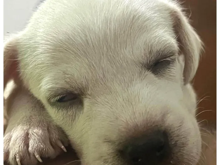 Cachorro ra a SRD-ViraLata idade Abaixo de 2 meses nome Ainda está sem nome