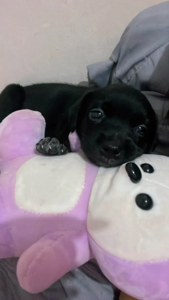 Cachorro ra a SRD-ViraLata idade Abaixo de 2 meses nome Sem nome ainda