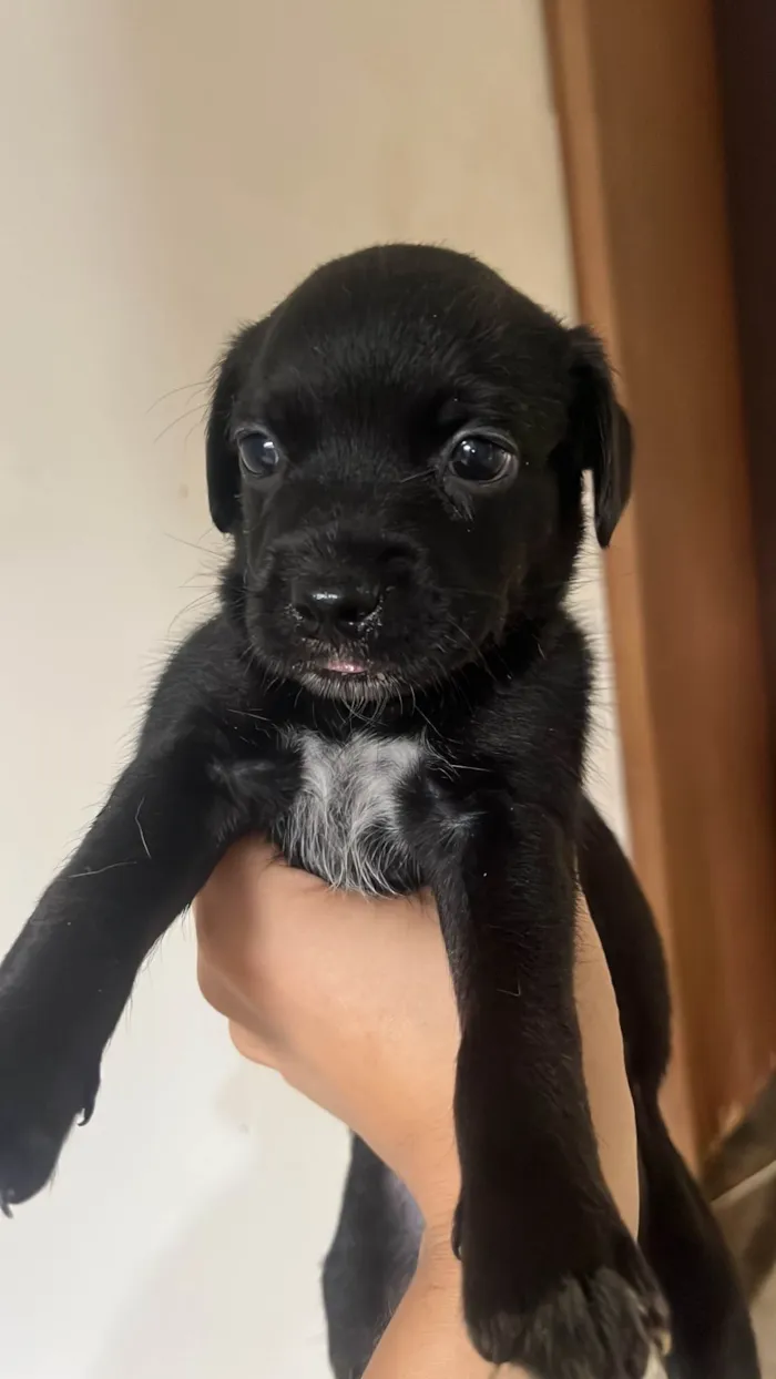 Cachorro ra a SRD-ViraLata idade Abaixo de 2 meses nome Sem nome ainda