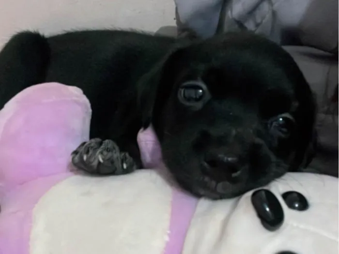 Cachorro ra a SRD-ViraLata idade Abaixo de 2 meses nome Sem nome ainda