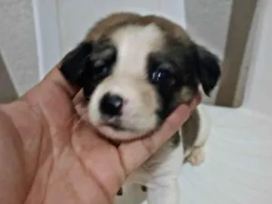 Cachorro raça SRD-ViraLata idade Abaixo de 2 meses nome Bolinha