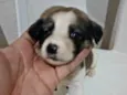 Bolinha