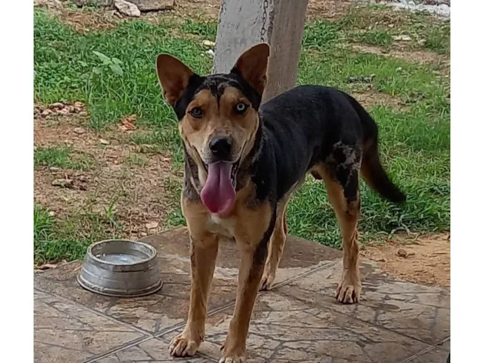 Cachorro ra a SRD-ViraLata idade 1 ano nome Simba