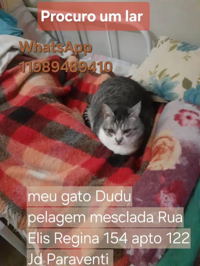 Gato ra a SRD-ViraLata idade 6 ou mais anos nome Fernanda Ribeiro Campos
