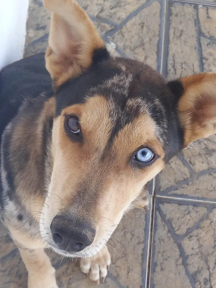 Cachorro ra a SRD-ViraLata idade 1 ano nome Simba