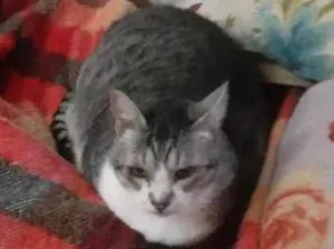 Gato raça SRD-ViraLata idade 6 ou mais anos nome Fernanda Ribeiro Campos