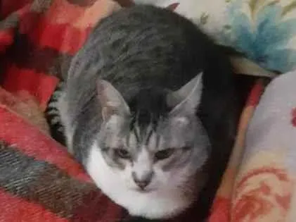 Gato ra a SRD-ViraLata idade 6 ou mais anos nome Fernanda Ribeiro Campos