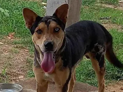 Cachorro raça SRD-ViraLata idade 1 ano nome Simba