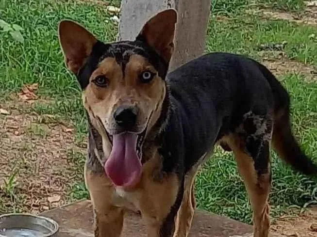 Cachorro ra a SRD-ViraLata idade 1 ano nome Simba