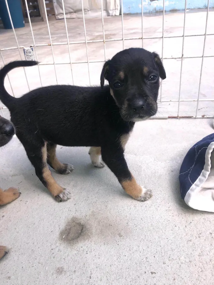 Cachorro ra a SRD-ViraLata idade Abaixo de 2 meses nome Filhotes fêmeas para adoção 